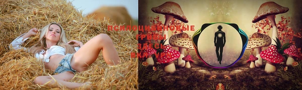 прущие грибы Белокуриха